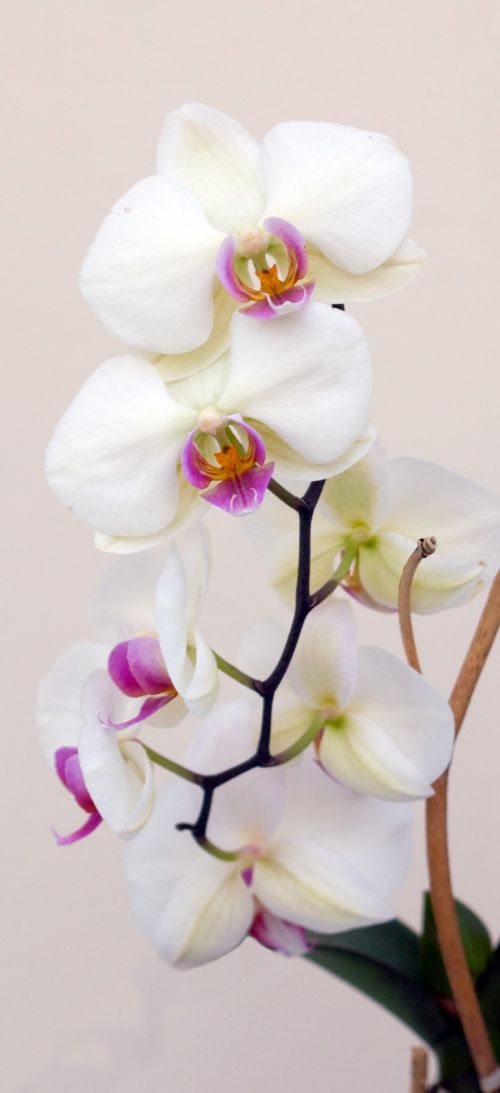 Orchidėja,  Gėlė,  Gėlės,  Balta,  Violetinė,  Iš Arti,  Detalės,  Gražus,  Graži,  Vaizdas,  Nuotrauka,  Laisvas,  Viešasis & Nbsp,  Domenas,  Orchidėjų Gėlė
