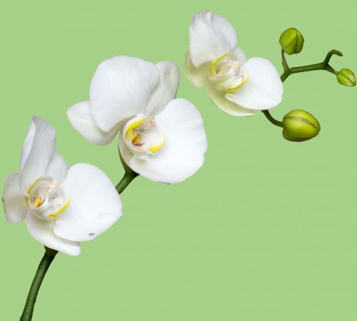 Orchidėja,  Gėlė,  Balta,  Gėlės,  Fonas,  Egzotiškas,  Augalas,  Gamta,  Žalias,  Uždaryti,  Detalės,  Scrapbooking,  Laisvas,  Viešasis & Nbsp,  Domenas,  Orchidėjų Gėlė