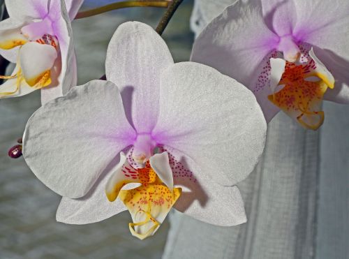 Orchidėjų Gėlė,  Balta,  Rožinis,  Geltona,  Raguotas,  Gėlė,  Atogrąžų,  Augalas,  Phalaenopsis,  Be Honoraro Mokesčio