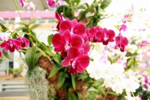 Orchidėja,  Gėlė,  Žiedas,  Orchidėjų Gėlių Žiedai