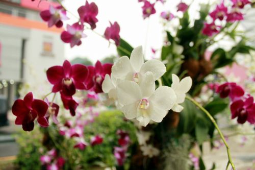 Orchidėja,  Gėlė,  Žiedas,  Orchidėjų Gėlių Žiedai