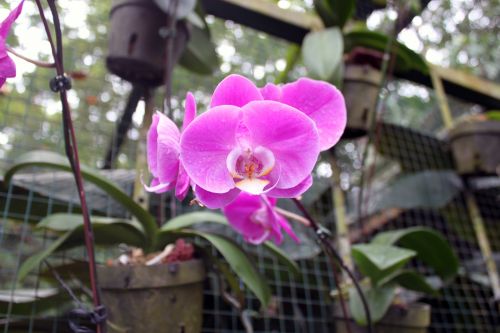 Orchidėja,  Gėlė,  Singapūras,  Orchidėjų Gėlė Singapūre