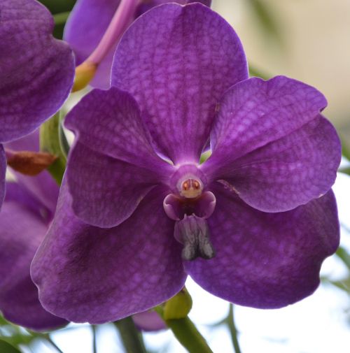 Orchid Violetinė, Gėlė, Egzotiškas, Augalas, Flora, Pasiūlymas