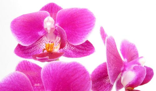 Orchidėja,  Gėlė,  Violetinė,  Graži,  Gražus,  Flora,  Gėlių,  Šviežias,  Žiedlapis,  Rožinis,  Romantiškas,  Orchidėja