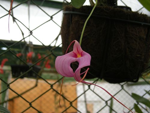 Orchidėja,  Gėlė,  Gamta,  Augalas,  Šiltnamyje,  Lapai,  Stiebas,  Orchidėja 2