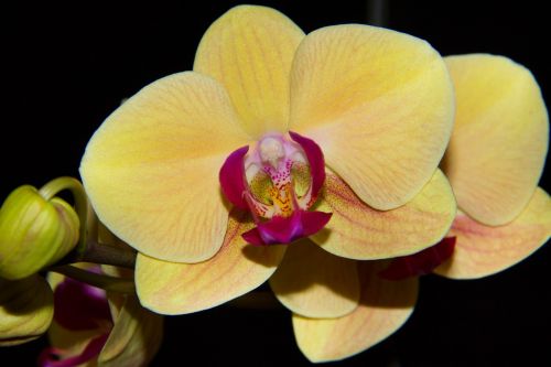 Orchidėja, Geltona, Gėlė, Gėlės, Grožis, Augalas, Makro, Orchidėja, Dekoratyvinis, Geltona Gėlė