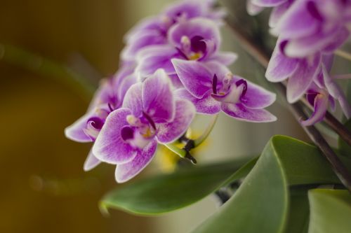 Orchidėja,  Gėlė,  Gėlės,  Violetinė,  Gražus,  Nuostabus,  Orchidėja