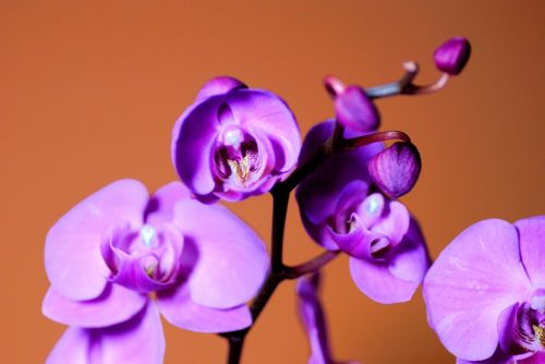 Orchidėja,  Violetinė,  Gėlė,  Augalas,  Filialas,  Žiedlapis,  Gamta,  Raudona Orchidėja 2