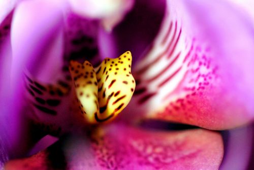 Orchidėjos,  Violets,  Gėlė,  Žiedlapis,  Gamta,  Filialas,  Uždaryti & Nbsp,  Violetinė Orchidėja Arti