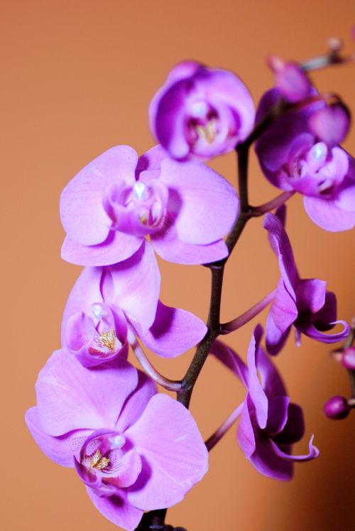 Orchidėja,  Violetinė,  Gėlė,  Gamta,  Žiedlapis,  Violetinė Orchidėja