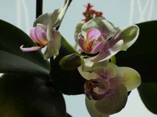 Orchidėja,  Gėlė,  Augalas,  Orchidėja