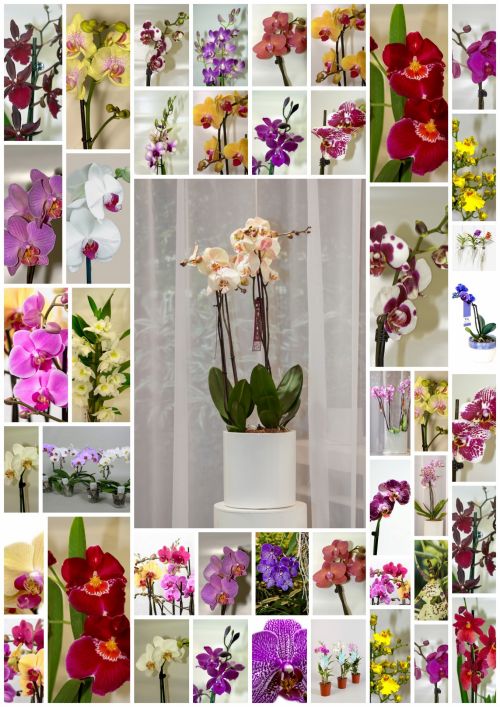 Orchidėjos,  Veislės,  Gėlės,  Žiedlapiai,  Gražus,  Kvepalai,  Augalas,  Gamta,  Reklama,  Orchidėjų Įvairovė