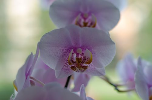 Orchidėja,  Balta,  Gėlės,  Augalas,  Orchidėja