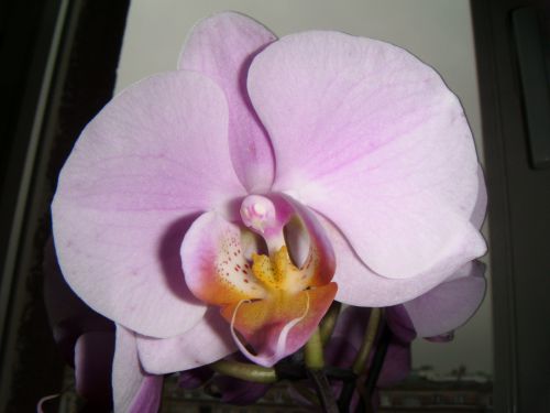 Orchidėja,  Rožinis,  Žydėti,  Gėlė,  Orchidėjos,  Augalai,  Orchidėja