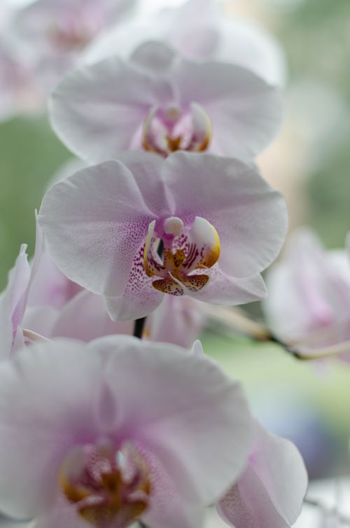 Orchidėja,  Gėlės,  Balta,  Vasara,  Gėlė,  Orchidėja