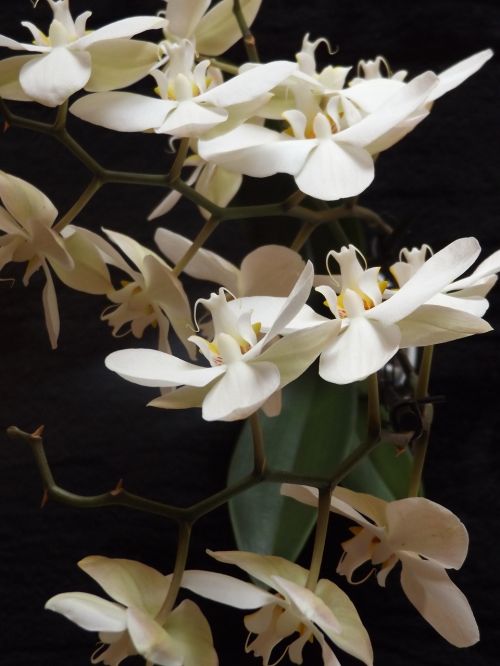 Orchidėjos, Gėlės, Balta, Gamta, Žydėjimas, Augalas