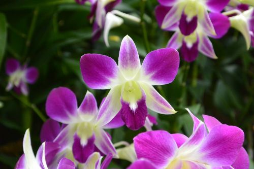 Orchidėjos, Singapūras, Botanikos Sodas, Violetinė, Gėlės