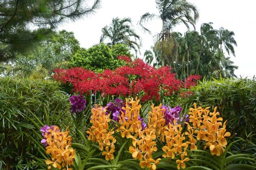 Orchidėjos, Singapūras, Botanikos Sodas