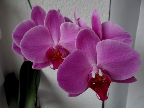 Orchidėjos, Gėlės, Kambariniai Augalai, Violetinė