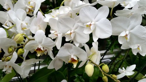 Orchidėjos, Gėlė, Balta, Augalas, Žiedas, Žydėti
