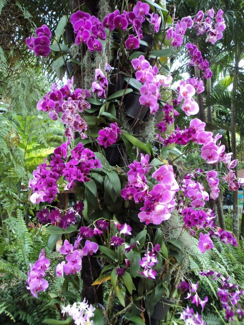 Orchidėjos,  Violetinė,  Gėlė,  Augalai,  Lapai,  Žiedlapiai,  Sodas,  Orchidėjos