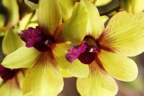 Orchidėjos,  Gėlė,  Violetinė & Nbsp,  Orchidėjos,  Geltona & Nbsp,  Orchidėjos,  Žiedlapiai,  Fonas,  Balta,  Pumpurai,  Lapai,  Orchidėja,  Gėlės,  Orchidėjos