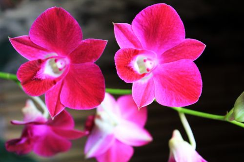 Orchidėjos,  Violetinė & Nbsp,  Orchidėjos,  Gėlės,  Gėlė,  Žiedlapiai,  Violetinė & Nbsp,  Žiedlapiai,  Stiebas,  Orchidėjos