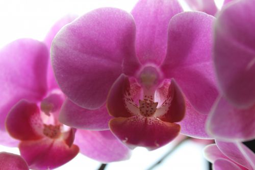 Orchidėja,  Gėlė,  Orchidėjos