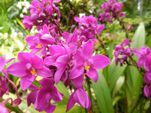 Orchidėjos, Gėlės, Augalai, Rožinės Orchidėjos, Atogrąžų, Botanikos, Natūralus