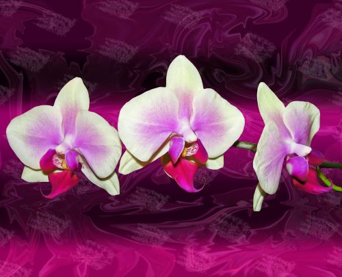 Orchidėjos, Tekstūra, Kompozicija, Abstraktus Fonas