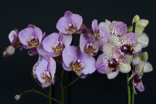 Orchidėjos, Gėlės, Žiedas, Žydėti, Balta Violetinė, Orchidėjų Gėlė, Violetinė, Lapai, Gamta, Augalas, Budas, Egzotiškas