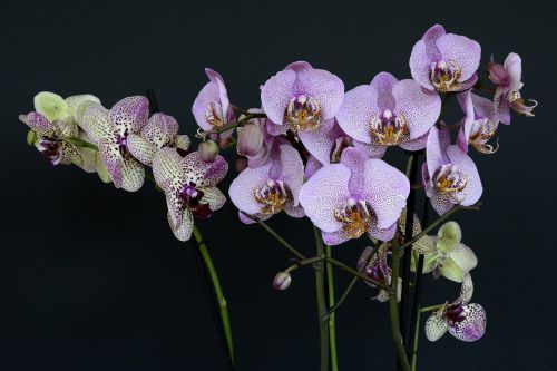 Orchidėjos, Gėlės, Žiedas, Žydėti, Balta Violetinė, Orchidėjų Gėlė, Violetinė, Lapai, Gamta, Augalas, Budas, Egzotiškas