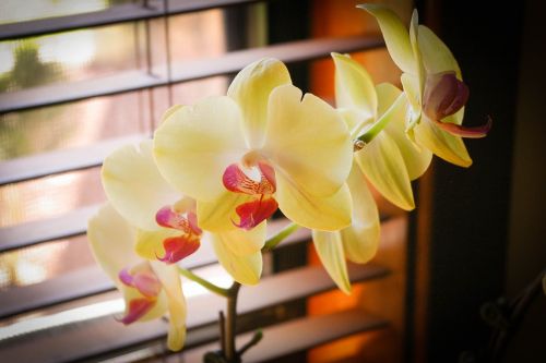 Orchidėjos, Žalias, Geriausia, Augalas, Gėlė, Phalaenopsis