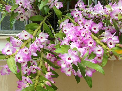 Orchidėjos, Dieviška, Pasipiktinimas