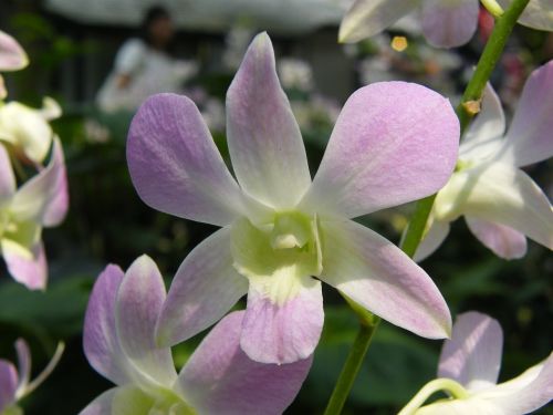 Orchidėjos, Singapūras, Augalas, Botanikos Sodas, Žiedas, Žydėti