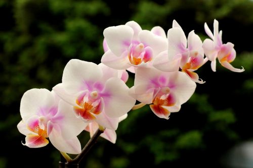 Orchidėjos, Žiedas, Žydėti, Gėlė