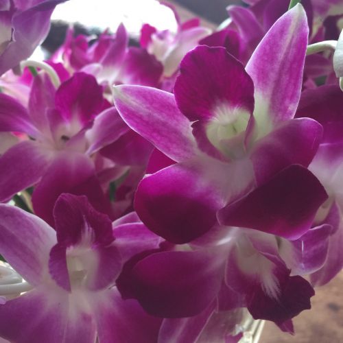 Orchidėjos, Gėlės, Violetinė