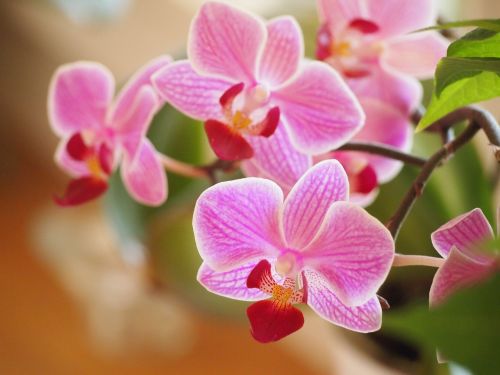 Orchidėjos, Gėlės, Augalai, Žiedas, Gamta, Sodas, Violetinė