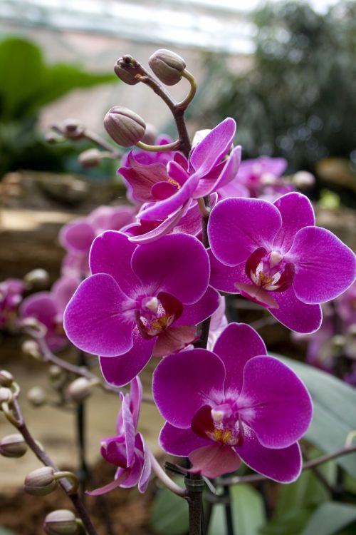 Orchidėjos, Gėlės, Žiedas, Žydėti, Violetinė, Augalas, Purpurinė Gėlė, Gamta