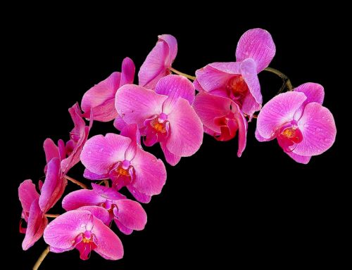 Orchidėjos, Puokštė, Gėlės
