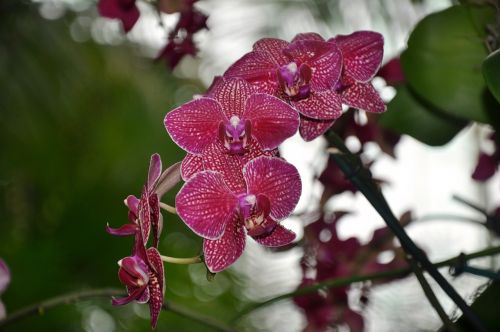 Orchidėjos, Gėlės, Ny Botanikos Sodai, Gamta