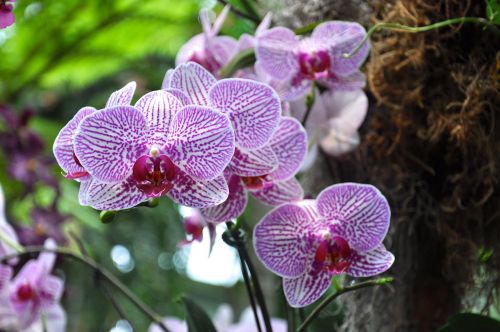 Orchidėjos, Gėlės, Ny Botanikos Sodai, Gamta