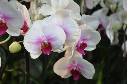 Orchidėjos, Ny Botanikos Sodai, Gėlės, Gamta, Balta, Sodas, Žiedlapis, Romantiškas