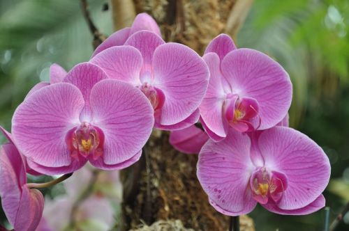 Orchidėjos, Gėlės, Ny Botanikos Sodai, Gamta, Sodas, Žydėti, Rožinis