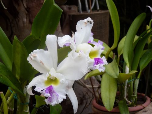 Orchidėjos, Gėlė, Gėlės, Balta, Violetinė, Augalas, Gamta, Tenerifė, Loro Parkas