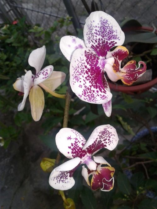 Orchidėjos, Natūralus, Violetinė