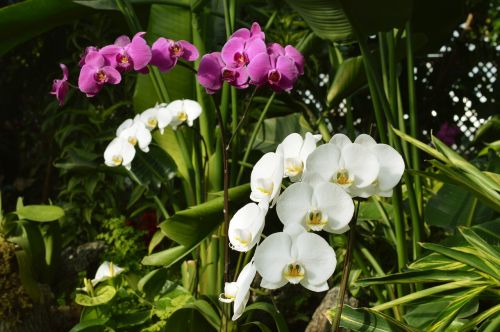 Orchidėjos, Balta, Violetinė, Gėlės, Botanika, Gamta, Augalas, Žiedas, Flora, Vasara, Sodas, Žiedlapis, Dekoratyvinis, Botanikos
