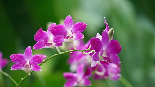 Orchidėjos, Violetinė, Žiedas, Žydėti, Spalvotas Žaidimas, Augalas, Singapūras, Orchidėjų Sodas
