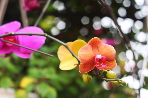 Orchidėjos, Spalva, Gėlė