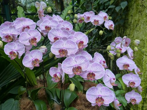 Orchidėjos, Singapūras, Parkas, Botanikos Sodas, Gėlė, Žiedas, Žydėti, Flora, Augalas, Gamta, Turizmas, Atogrąžų